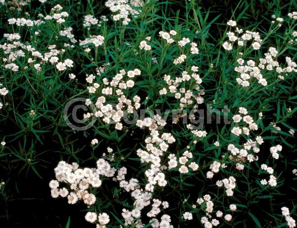 White blooms; Deciduous; Broadleaf