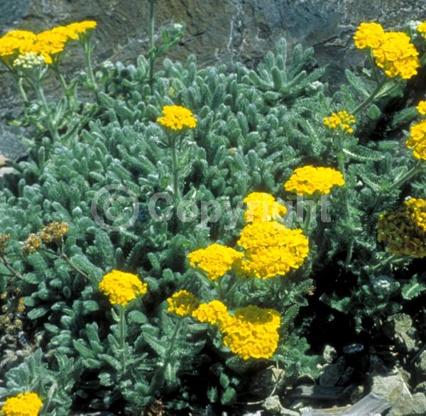 Yellow blooms; Deciduous; Broadleaf