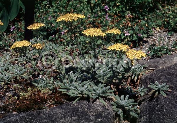 Yellow blooms; Deciduous; Broadleaf