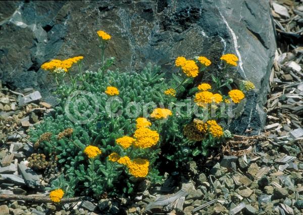 Yellow blooms; Deciduous; Broadleaf