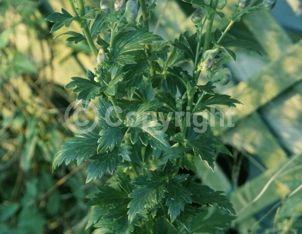 Blue blooms; Deciduous; Broadleaf