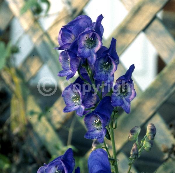 Blue blooms; Deciduous; Broadleaf