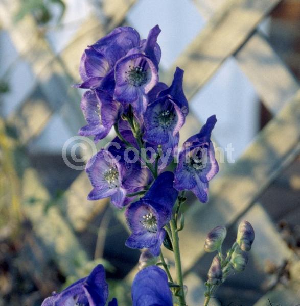 Blue blooms; Deciduous; Broadleaf