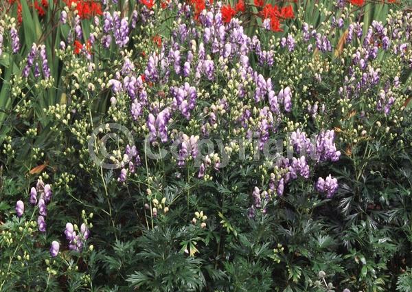 Blue blooms; Deciduous; Broadleaf