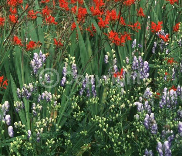Blue blooms; Deciduous; Broadleaf
