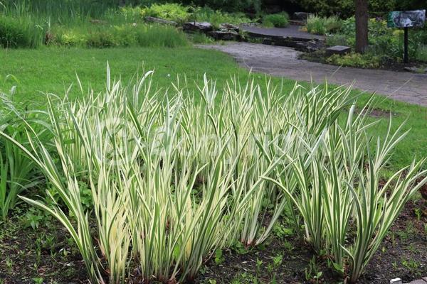 Yellow blooms; Deciduous