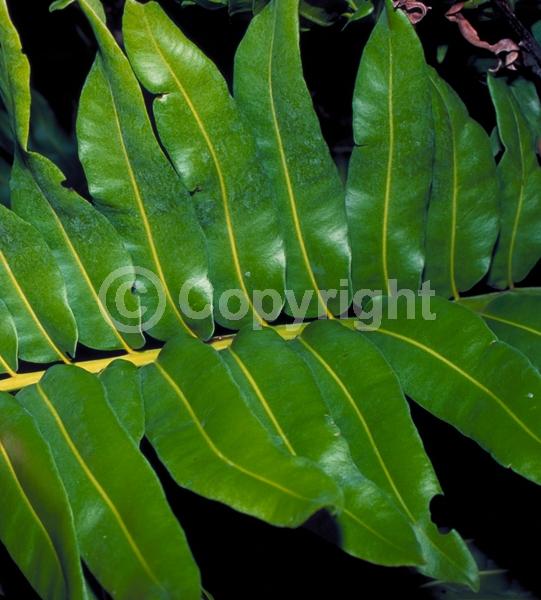 Evergreen; Broadleaf; North American Native