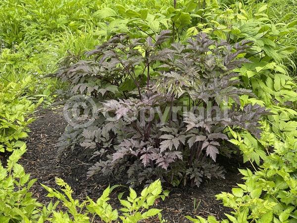 White blooms; Deciduous; Broadleaf; North American Native