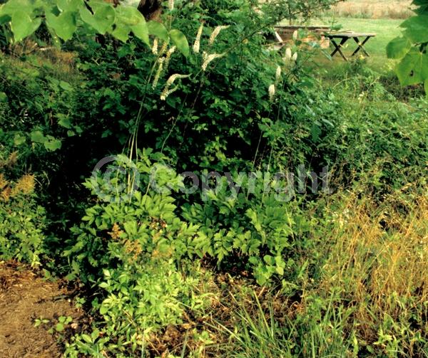 White blooms; Deciduous; Broadleaf; North American Native
