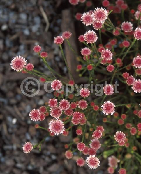 Red blooms; White blooms; Evergreen