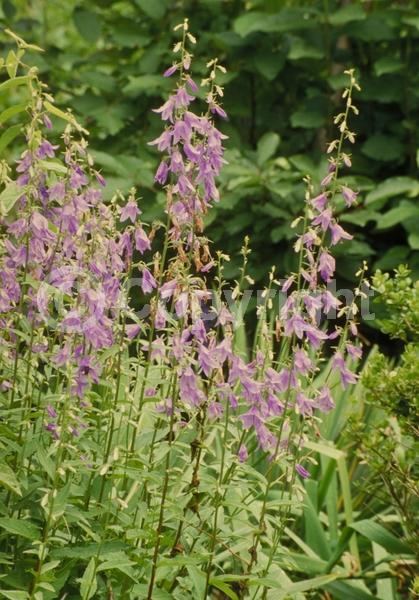Blue blooms; Deciduous; Broadleaf