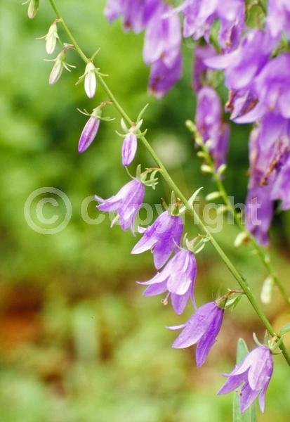 Blue blooms; Deciduous; Broadleaf