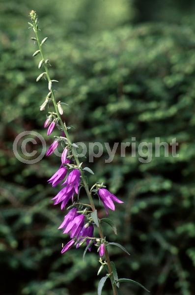 Blue blooms; Deciduous; Broadleaf