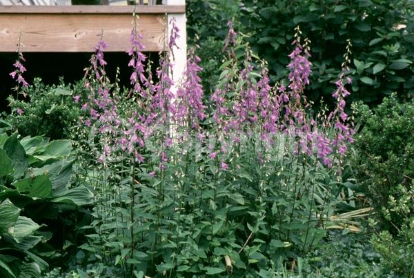 Blue blooms; Deciduous; Broadleaf