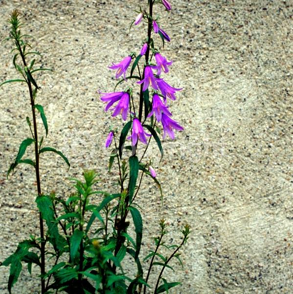 Blue blooms; Deciduous; Broadleaf