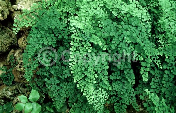 Deciduous; Broadleaf