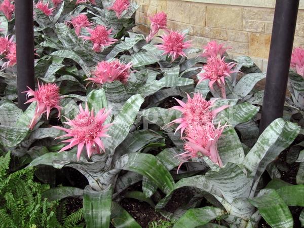 Blue blooms; White blooms; Pink blooms; Evergreen