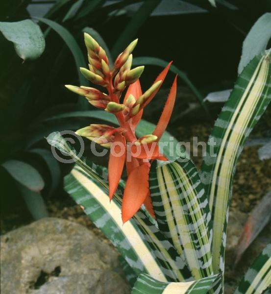 Red blooms; Orange blooms; Yellow blooms; Evergreen; Broadleaf