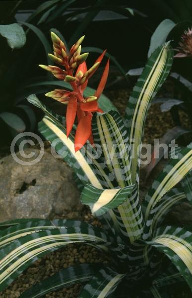 Red blooms; Orange blooms; Yellow blooms; Evergreen; Broadleaf