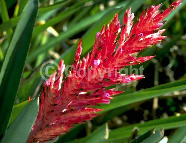 Red blooms; Evergreen; Broadleaf