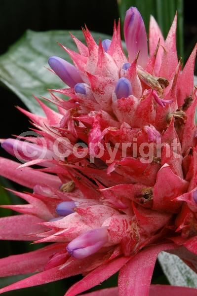 Blue blooms; White blooms; Pink blooms; Evergreen