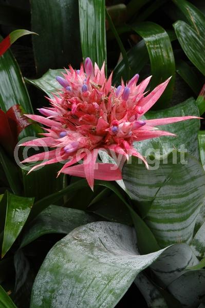 Blue blooms; White blooms; Pink blooms; Evergreen