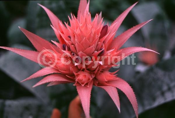 Pink blooms; Evergreen; Broadleaf