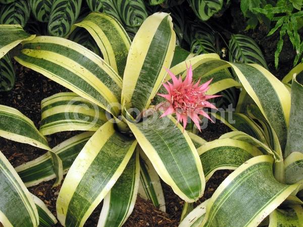 Pink blooms; Evergreen; Broadleaf