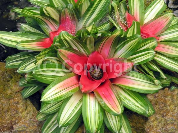 Pink blooms; Evergreen; Broadleaf