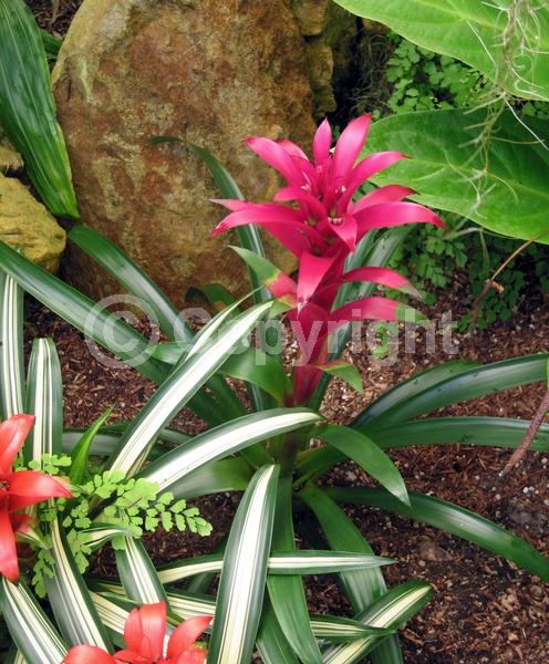 Pink blooms; Evergreen; Broadleaf