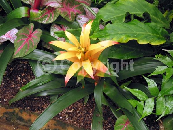 Pink blooms; Evergreen; Broadleaf