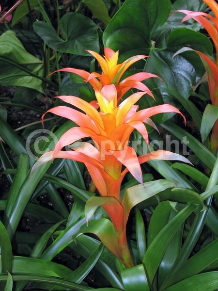 Pink blooms; Evergreen; Broadleaf