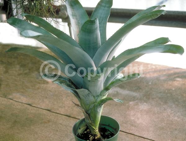 Pink blooms; Evergreen; Broadleaf