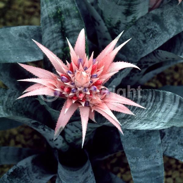 Pink blooms; Evergreen