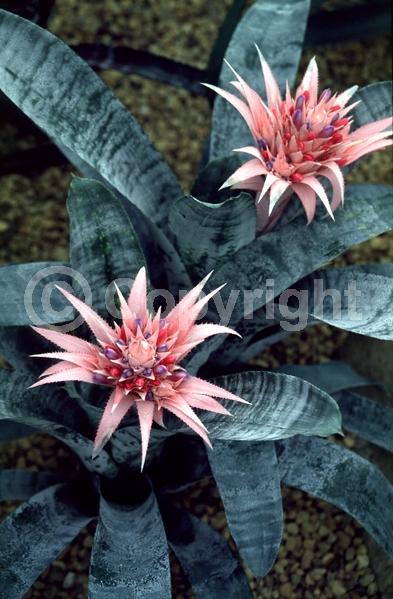 Pink blooms; Evergreen