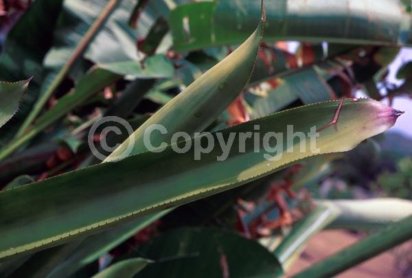 Red blooms; Yellow blooms; Evergreen