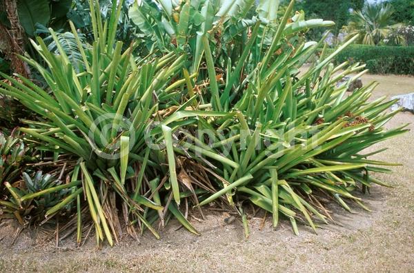 Red blooms; Yellow blooms; Evergreen