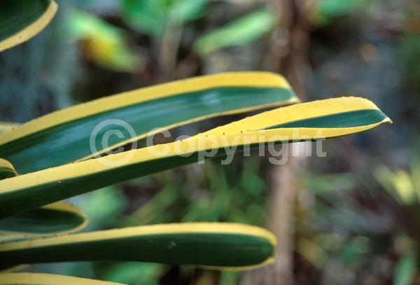 Red blooms; Yellow blooms; Evergreen; North American Native