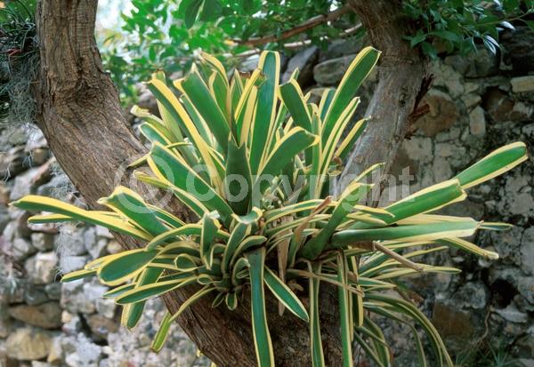 Red blooms; Yellow blooms; Evergreen; North American Native
