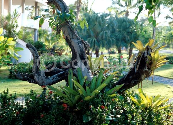 Blue blooms; White blooms; Pink blooms; Evergreen