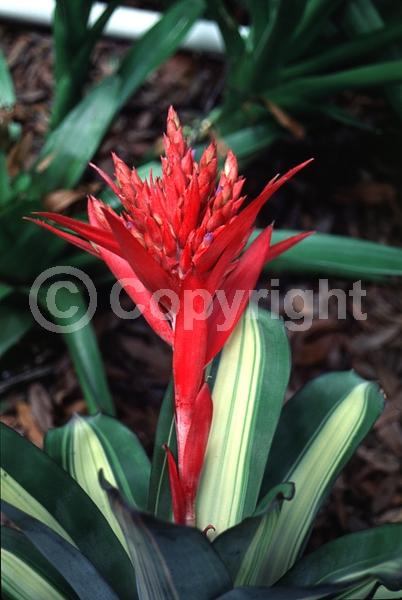 Red blooms; Evergreen; Broadleaf