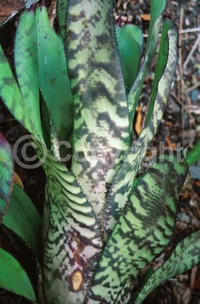 Red blooms; Yellow blooms; Evergreen