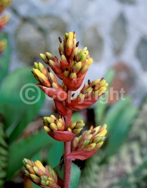 Red blooms; Yellow blooms; Evergreen