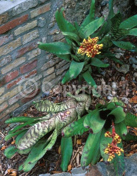 Red blooms; Yellow blooms; Evergreen