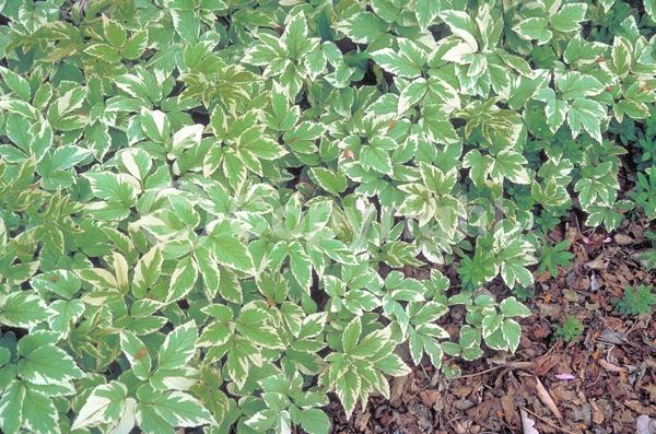 White blooms; Deciduous; Broadleaf