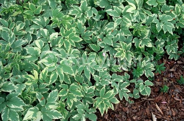 White blooms; Deciduous; Broadleaf