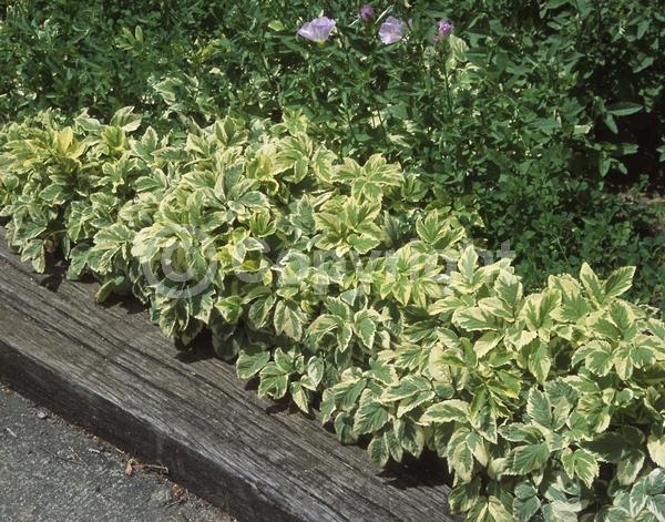 White blooms; Deciduous; Broadleaf