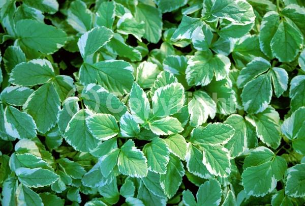 White blooms; Deciduous; Broadleaf