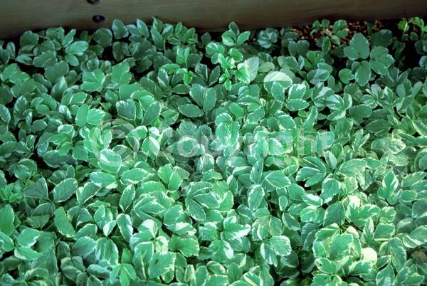 White blooms; Deciduous; Broadleaf