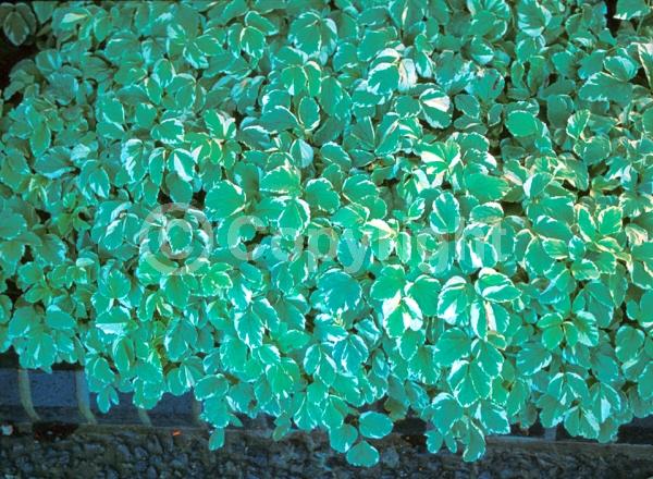 White blooms; Deciduous; Broadleaf